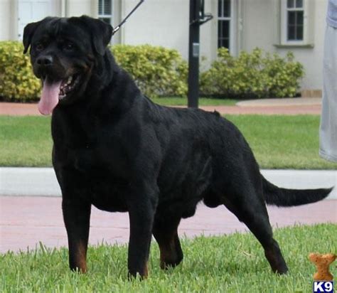 all black rottweiler - Google Search | Rottweiler puppies, Rottweiler, Puppies