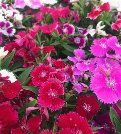 15 Full-Sun Perennials for Your Garden - Natalie Linda