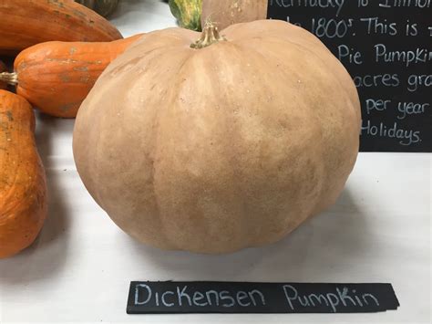 Dickinson Pumpkin