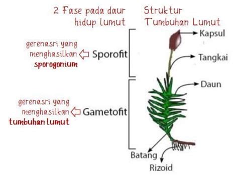 Daur Hidup Tumbuhan Lumut (Bryophyta) | idschool