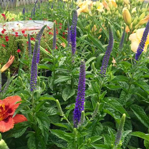 Plant Veronica spicata 'Sunny Border Blue' by Tracy Woods in Cloudy Way ...