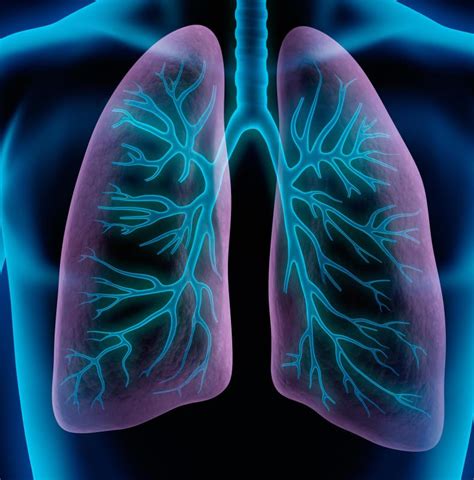 What Is the Lung Parenchyma? (with pictures)