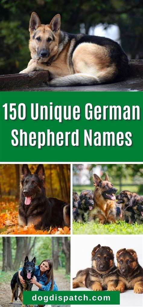 150 Best German Shepherd Names With Origins - Dog Dispatch