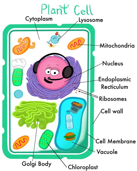 Plant Cell Diagram For Kids