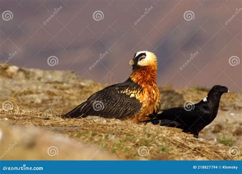 The Bearded Vulture Gypaetus Barbatus, Also Known As the Lammergeier or Ossifrage on the Feeder ...