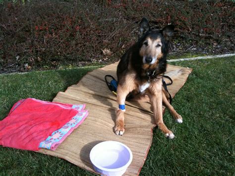 Nikki dog recovering from Pancreatitis | Nikki dog recoverin… | Flickr