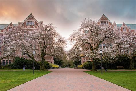 UW Cherry Blossoms At Sunrise Photograph by Matt McDonald | Fine Art America