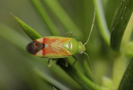 Garden Bugs Identification Uk | Fasci Garden