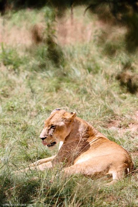 The Lion Park Johannesburg South Africa | One Day Mini Safaris