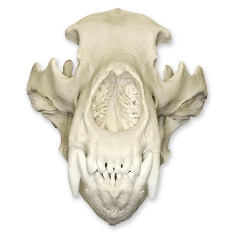 Replica Kodiak Grizzly Bear Skull — Skulls Unlimited International, Inc.