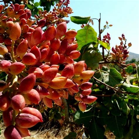 Mt. Atlas mastic tree Seeds (Pistacia atlantica) - Price €1.55