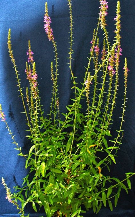 Purple loosestrife – Identifying Noxious Weeds of Ohio