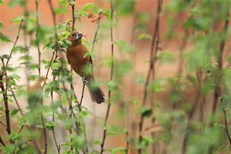 Blue grosbeak female stock photo. Image of caerulea, nature - 24427312