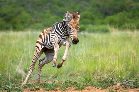 Zebra Foal | Детеныши животных, Дикие животные, Зебра