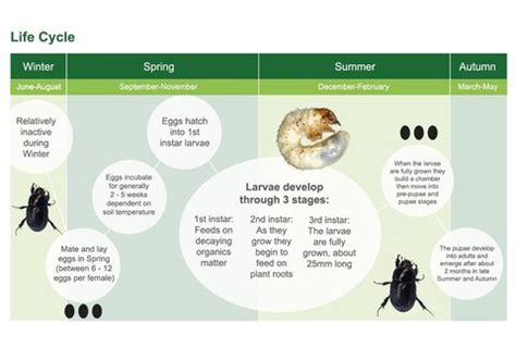 African Black Beetle Control | Turf Pest Management | Syngenta AU