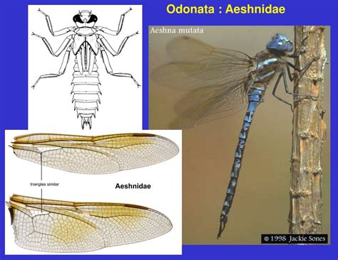 PPT - Order Odonata PowerPoint Presentation, free download - ID:5396097