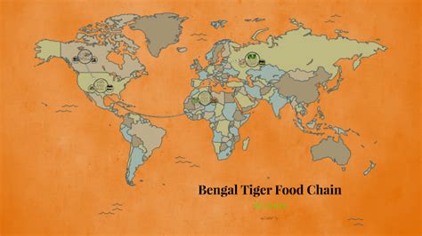 Bengal Tiger Food Chain by Gracie C