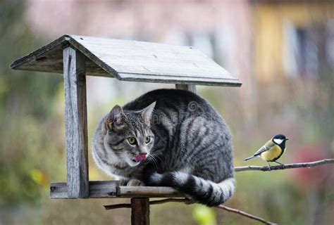 Cat Hunting A Bird Stock Image - Image: 35023251