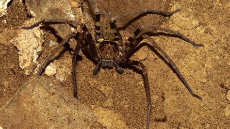 The world’s largest spider is the size of a dinner plate – The Muslim Times