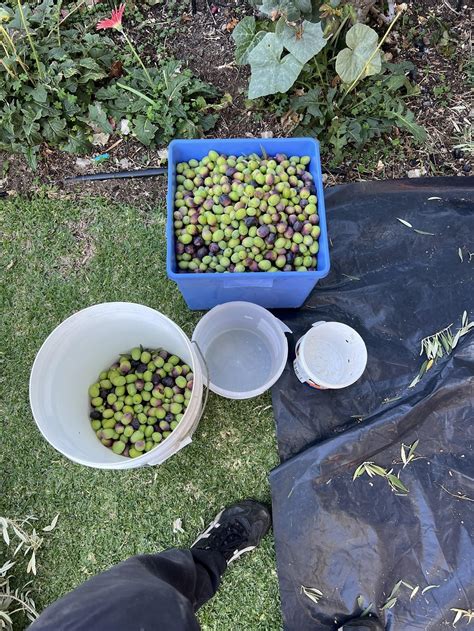 Picking olives for oil – how to produce enough oil for a year when you ...