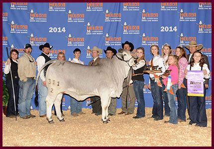 Brahman Champions - Heritage Cattle Company - Brahman Cattle - Texas