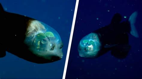 Researchers capture incredible footage of rare fish with transparent head | Flipboard