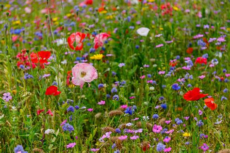 How Much Does A Wildflower Meadow Cost? | TurfOnline