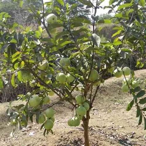 Hybrid Guava Plant at Rs 25/piece | Guava Plants in Lucknow | ID: 19364756312