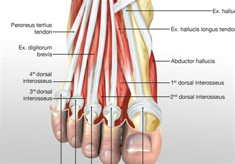 Foot Medial Muscles Illustration | Images and Pictures