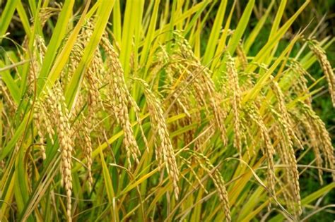 Growing Aquaponics Rice - The Ultimate Guide - AquaponicsEasy