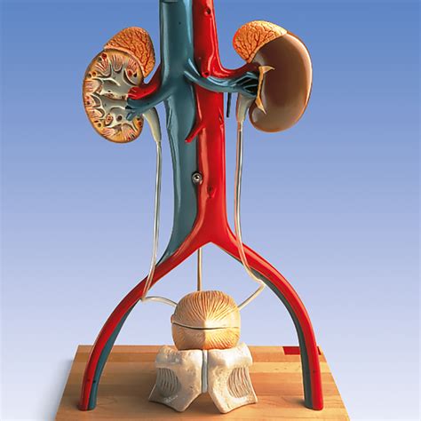 Anatomical Teaching Model - Plastic Anatomy Models - Renal System ...