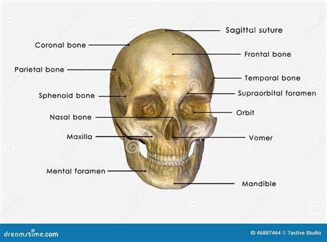 Schedel stock illustratie. Illustration of skelet, tand - 46887464