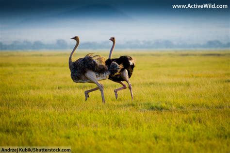 Common Ostrich Facts For Kids & Adults: Pictures, Information & Video ...