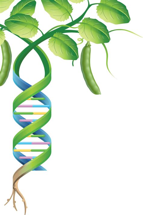 Mapping Pulse Genomes