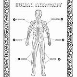 Human Body Organs Coloring Pages For Kids  sketch template