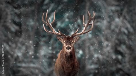 Noble deer male in winter snow forest. Artistic winter christmas landscape. Stock Photo | Adobe ...