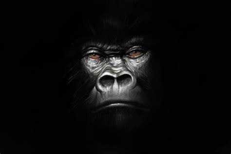 HD Gorilla Wallpaper - WallpaperSafari