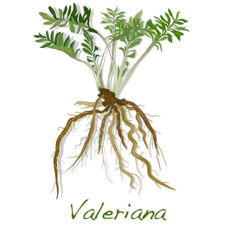 Valerian Root For Sleep - Help U Sleep