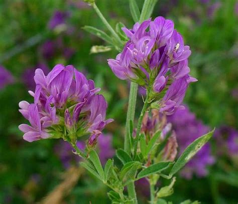 Lucerne Alfalfa Nitrogen Fixing Green Manure Seeds Coated with ...