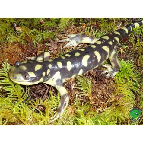 Barred Tiger Salamander - medium to large - Strictly Reptiles