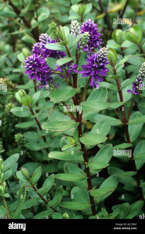 Hebe 'Autumn Glory', garden plant, blue purple hebes, flower flowers ...