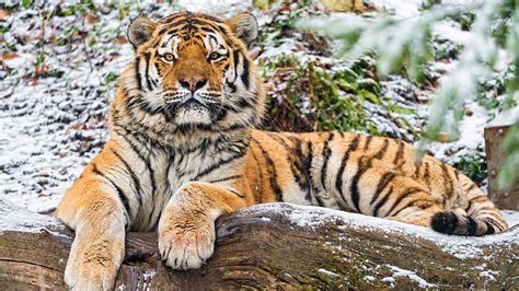 Tiger, nature, winter, HD wallpaper | Peakpx