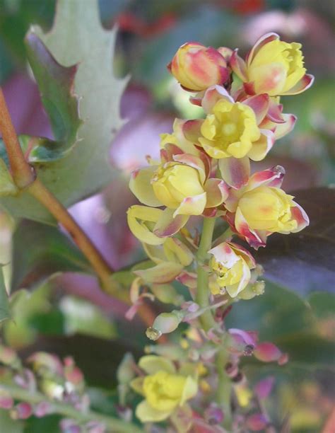 Mahonia nervosa seed (Cascade Oregon Grape) - Twining Vine Garden