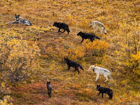 Gray Wolves, Denali National Park, Alaska | Denali national park ...