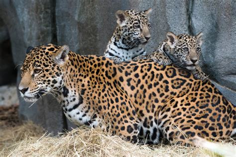 Jaguar Cubs Explore With Mom at Houston Zoo - ZooBorns