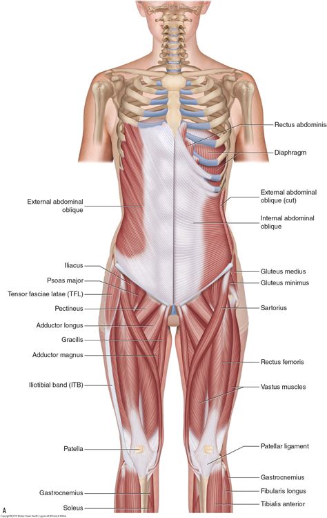 Posterior Lumbar Muscles