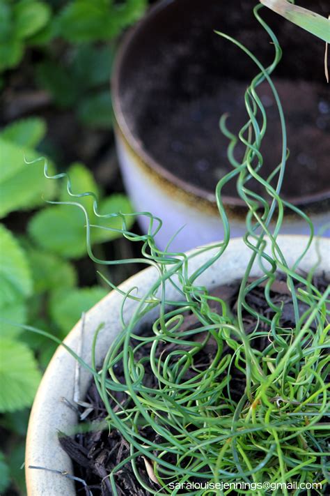 Corkscrew Rush (Juncus effusus spiralis) Unusual Plants, Corkscrew, Goodies, Seeds, Yard ...