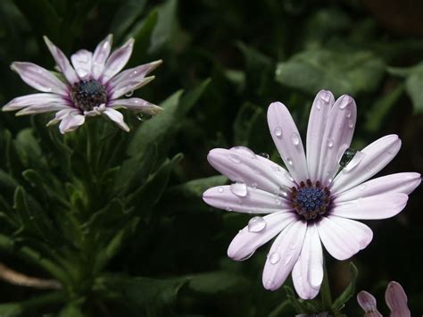 How to Grow and Care for African Daisies (Osteospermum)