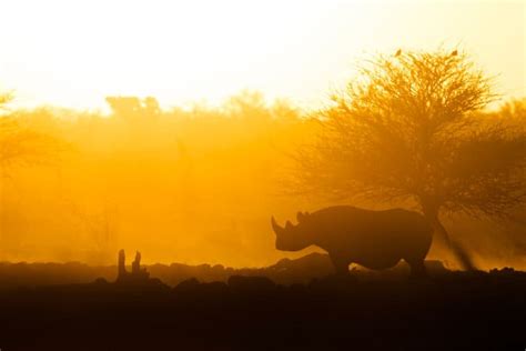 16 Interesting Facts About the Black Rhino: The Endangered Fighter