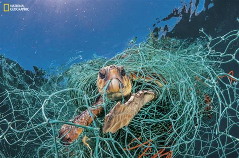 Heartbreaking Photos Of Plastic's Devastating Impact On Sea Creatures